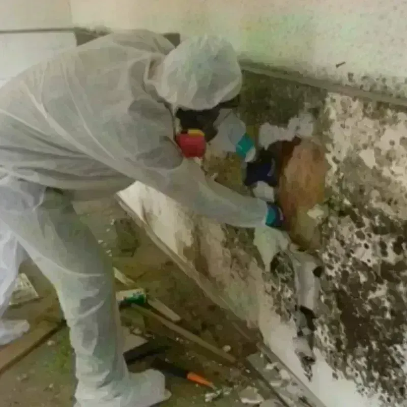 Mold Remediation and Removal in Colwich, KS